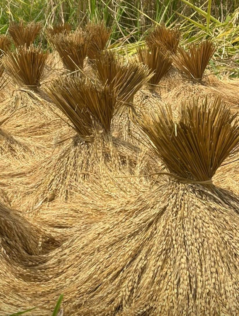 Bundles of harvested rice in Bali